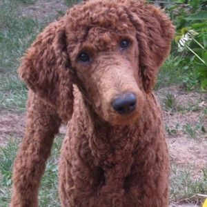 Meet your Posher, Brandon